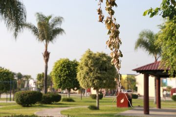 jardineria para empresas guadalajara