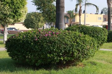 jardineria para empresas guadalajara
